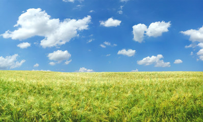 Beautiful wheat field