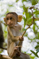 Macaque in a tree 2