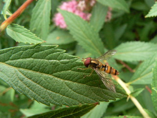 Syrphe au repos