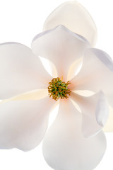 Magnolia flower 