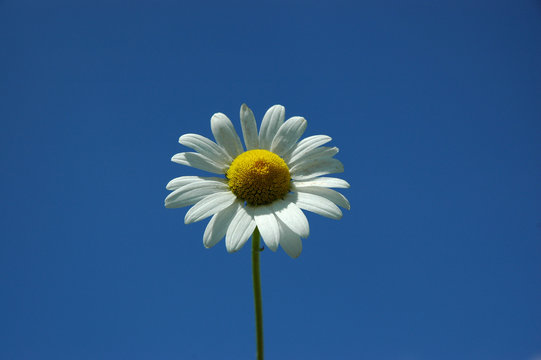 marguerite