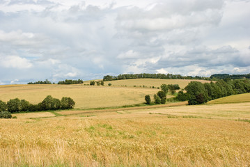 Fototapeta na wymiar A landscape with a cloudy sky and cornfields