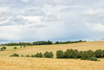 Fototapeta na wymiar A landscape with a cloudy sky and cornfields