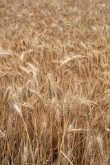 grain