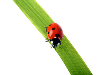 Fototapeta premium Red Ladybird on a grass