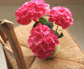 Des hortensias sur une chaise
