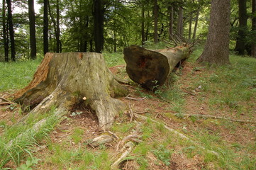 Fototapeta premium cut tree