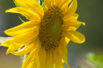 Obraz premium Little Sunflower