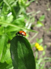 Obraz premium ladybird climbing on the leaf
