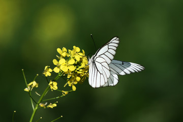 The first May butterfly on a yellow flower.