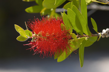 A Red Flower Growing On A Tree