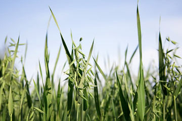 Oatfield against blue sky and white clouds