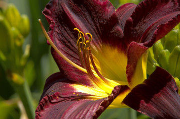 A Purple and Yellow Lily in a Garden