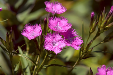 A group of Pink Flowers in a Garden