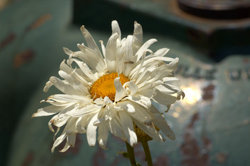 A Tattered Flower in a Garden