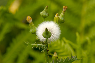 A Whispy Flower in a Summertime Gaden