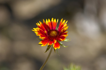 A Red and Yellow Flower in Bloom