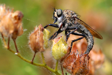 Dittero asilide