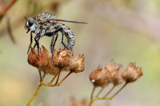 Dittero asilide