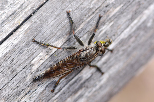 Dittero asilide