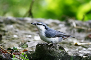 Amusing nuthatch posing before a camera.