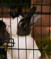 Rabbit looks longingly out of cage.