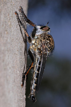 Dittero asilide