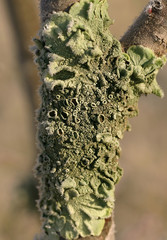 Green Lichen Growing On Tree in Winter