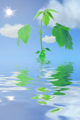 fresh green plant  in water clouds and sun
