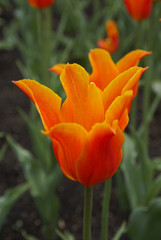 Tulip