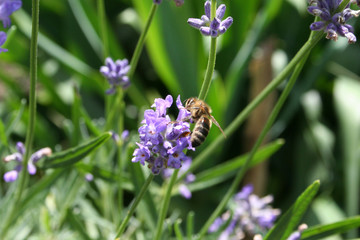 A bee is collecting pollen.