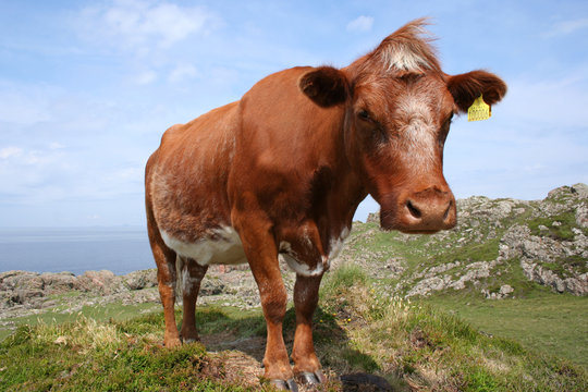 curious brown cow