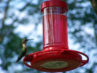 hummingbird