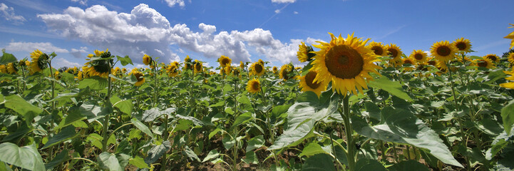 panorama de tournesols