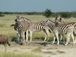 Zebras in Etosha Pan in Namibia Africa