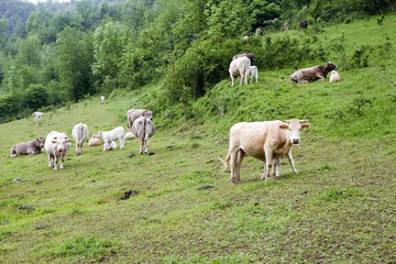 Fototapeta na wymiar Cows in the Catalan Pyrenees