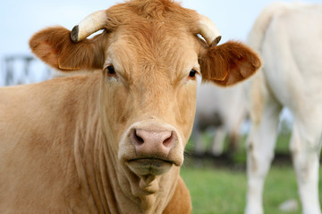 Obraz premium vache