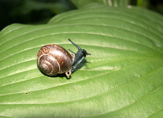 snail