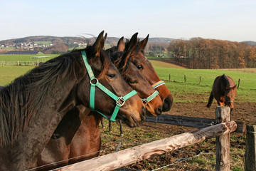Pferde auf der Koppel, Porträt