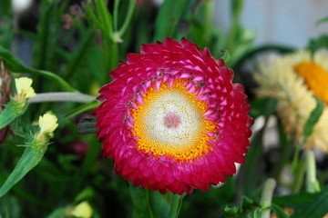 fleur tropical : cocarde rouge, orange et beige