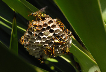 nid de guepes