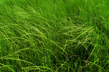 Natural grass illuminated by the sun - isolated 2