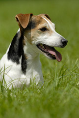 Naklejka na ściany i meble Portrait Jack Russell Terrier