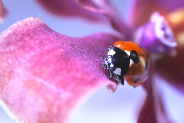 Ladybug