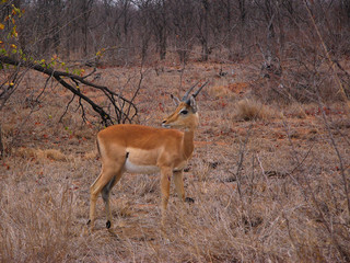 Fototapeta premium Impala - ram