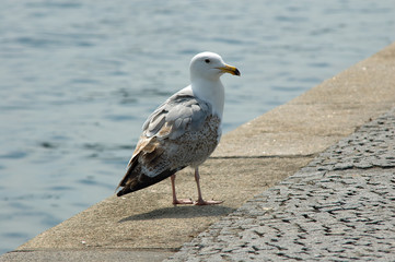 Seagull on Quay