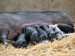 Suckling Piglets