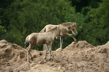 Przewalski-Pferde