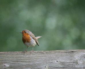 robin