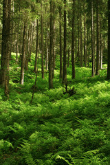 Fototapeta na wymiar Głęboki las